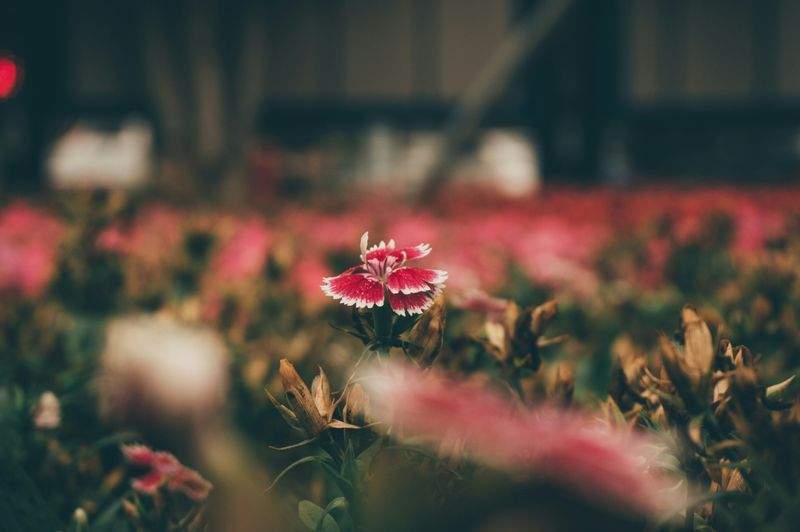 GreenScape Plantcare - Image 15